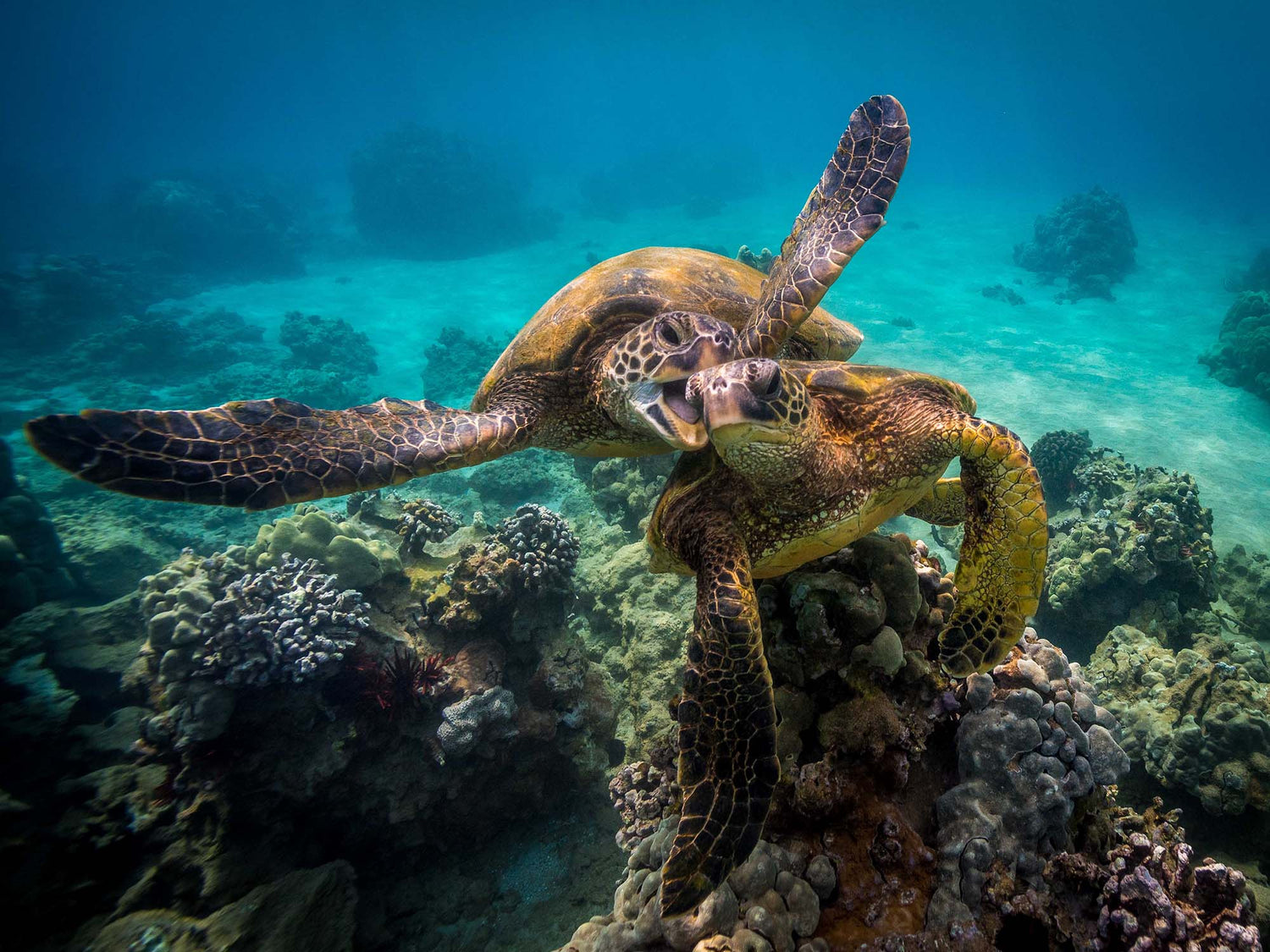 Featured Customers | Daniel Sullivan Honoring Hawaii