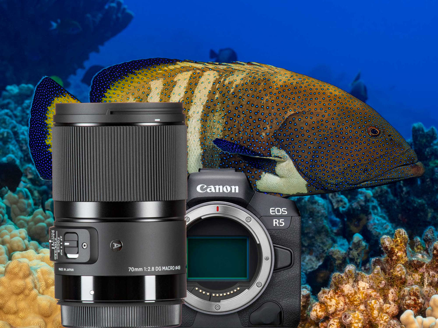 A More Affordable Macro Lens | Sigma 70mm Art and the Canon R5