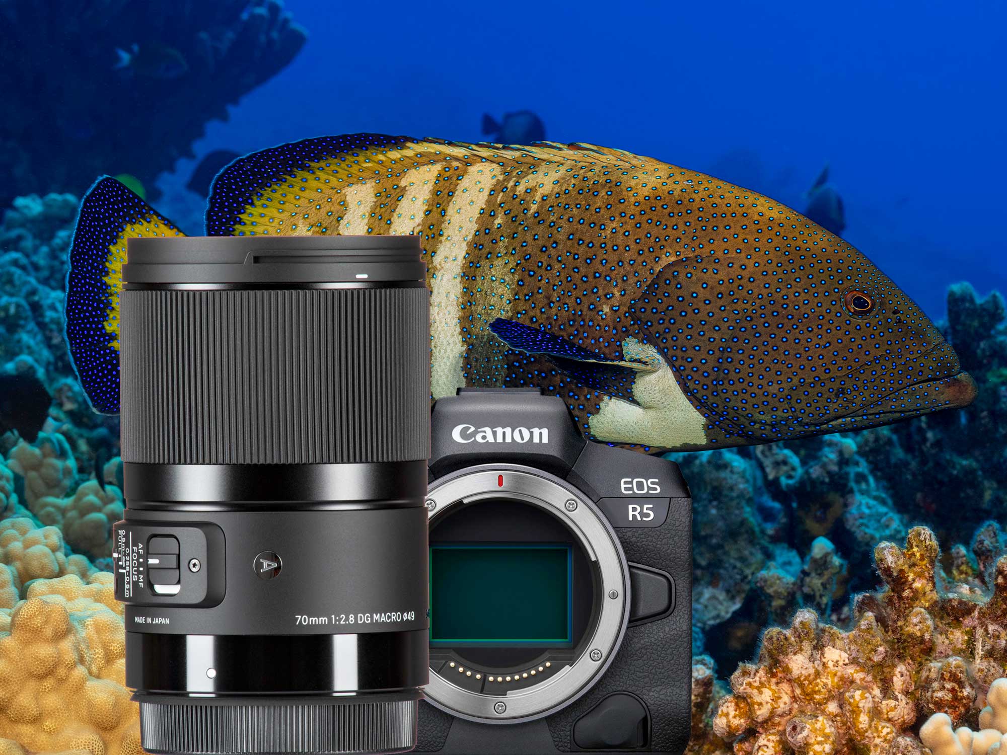 A More Affordable Macro Lens | Sigma 70mm Art and the Canon R5