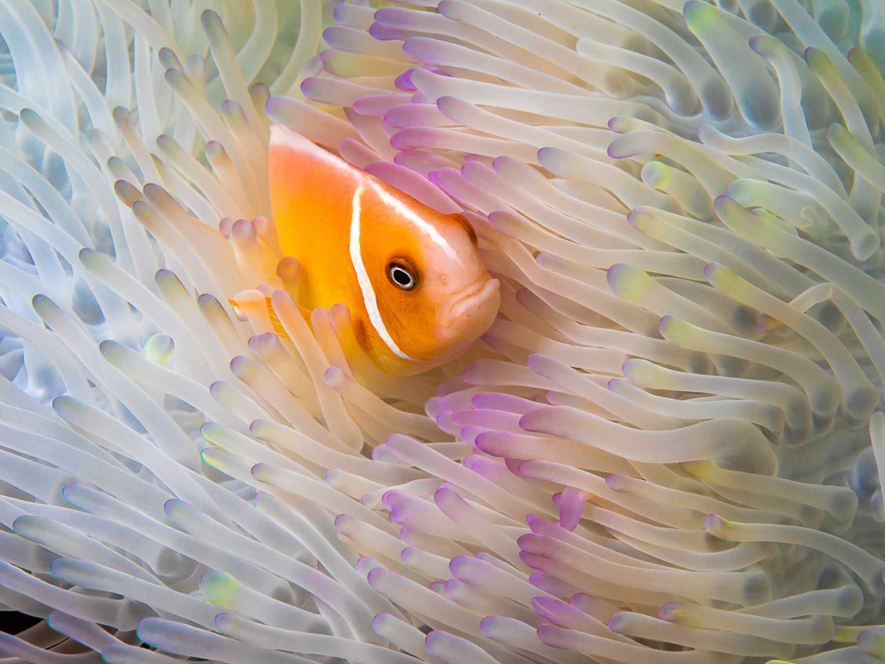 An Insider's Guide to Diving Yap, Micronesia