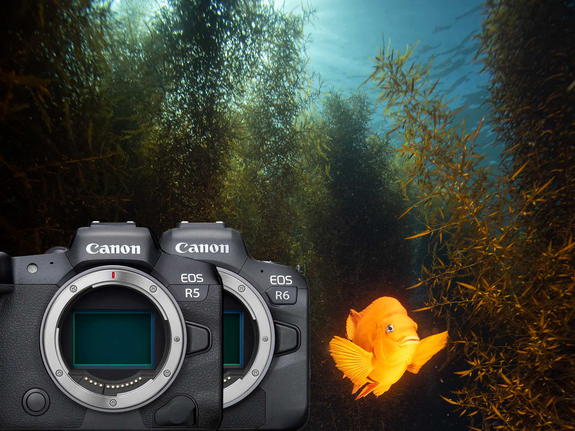 Diving Catalina Island with the Canon R5 and R6 [VIDEO]