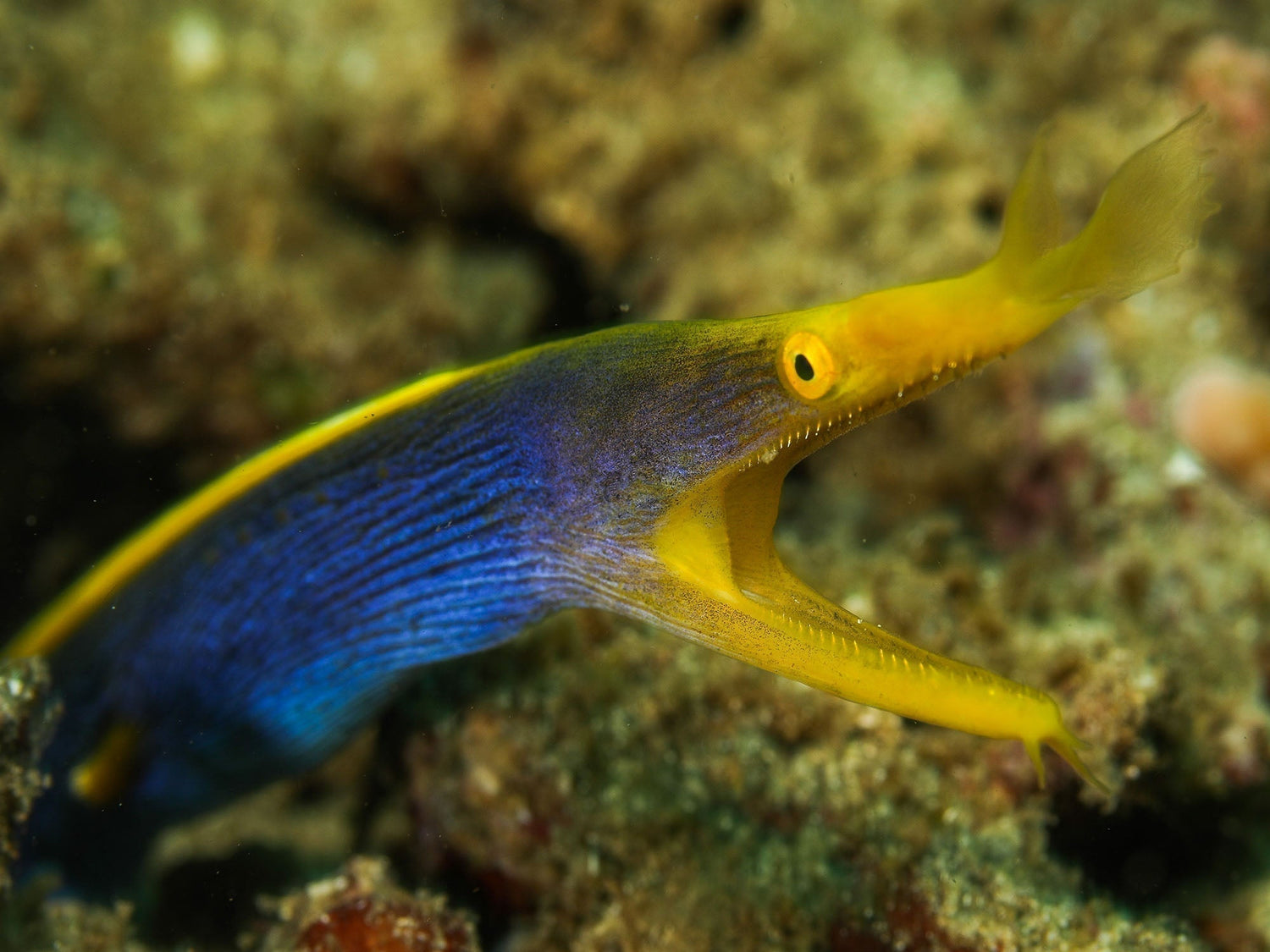 Featured Customers | Donna Barrett Favorite Photos From Lembeh Strait