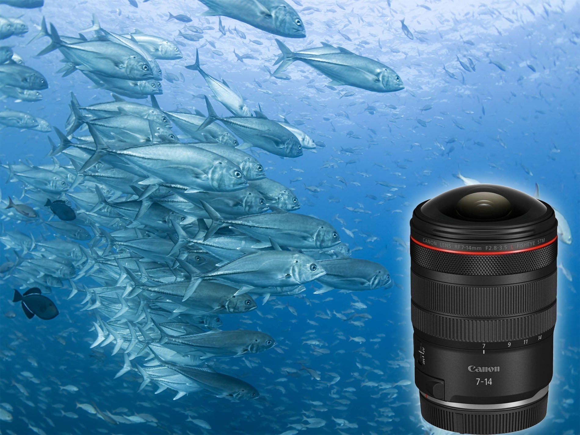 Schooling fish in Galápagos, image © Douglas Klug taken with new Canon RF 7-14mm Fisheye Lens with Ikelite DLM Underwater Housing and Ikelite DS232 Strobes