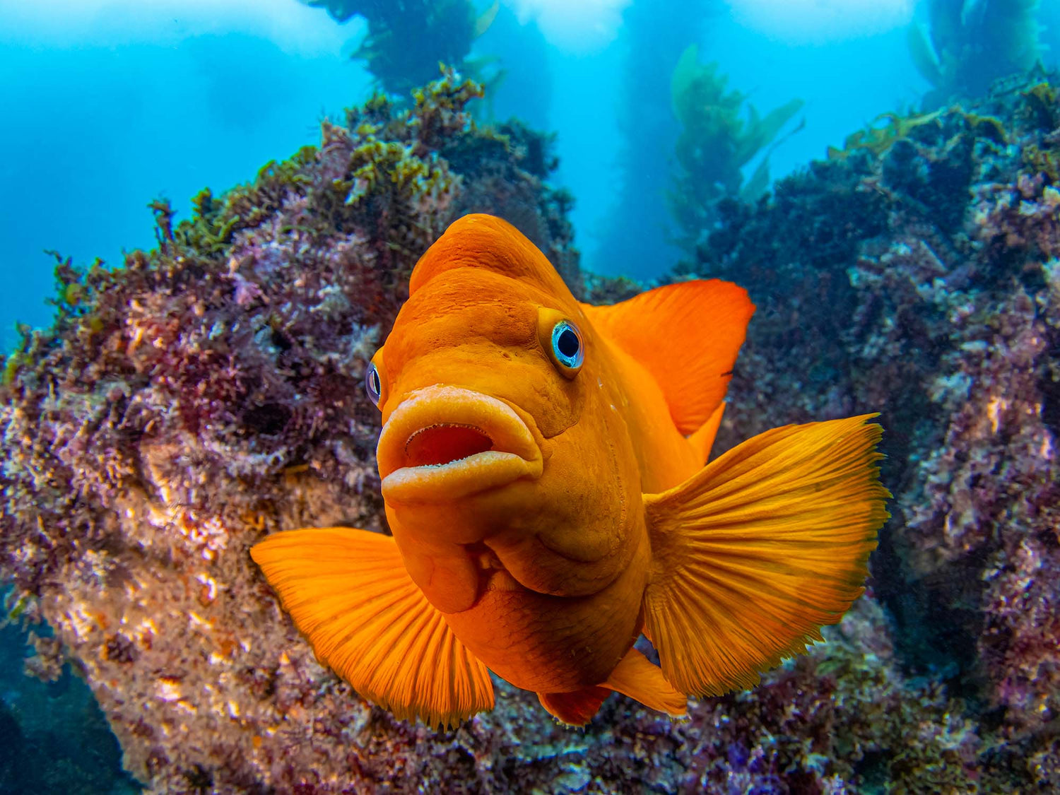 Growing Up Garibaldi: How to Shoot Every Life Cycle of this Iconic Fish