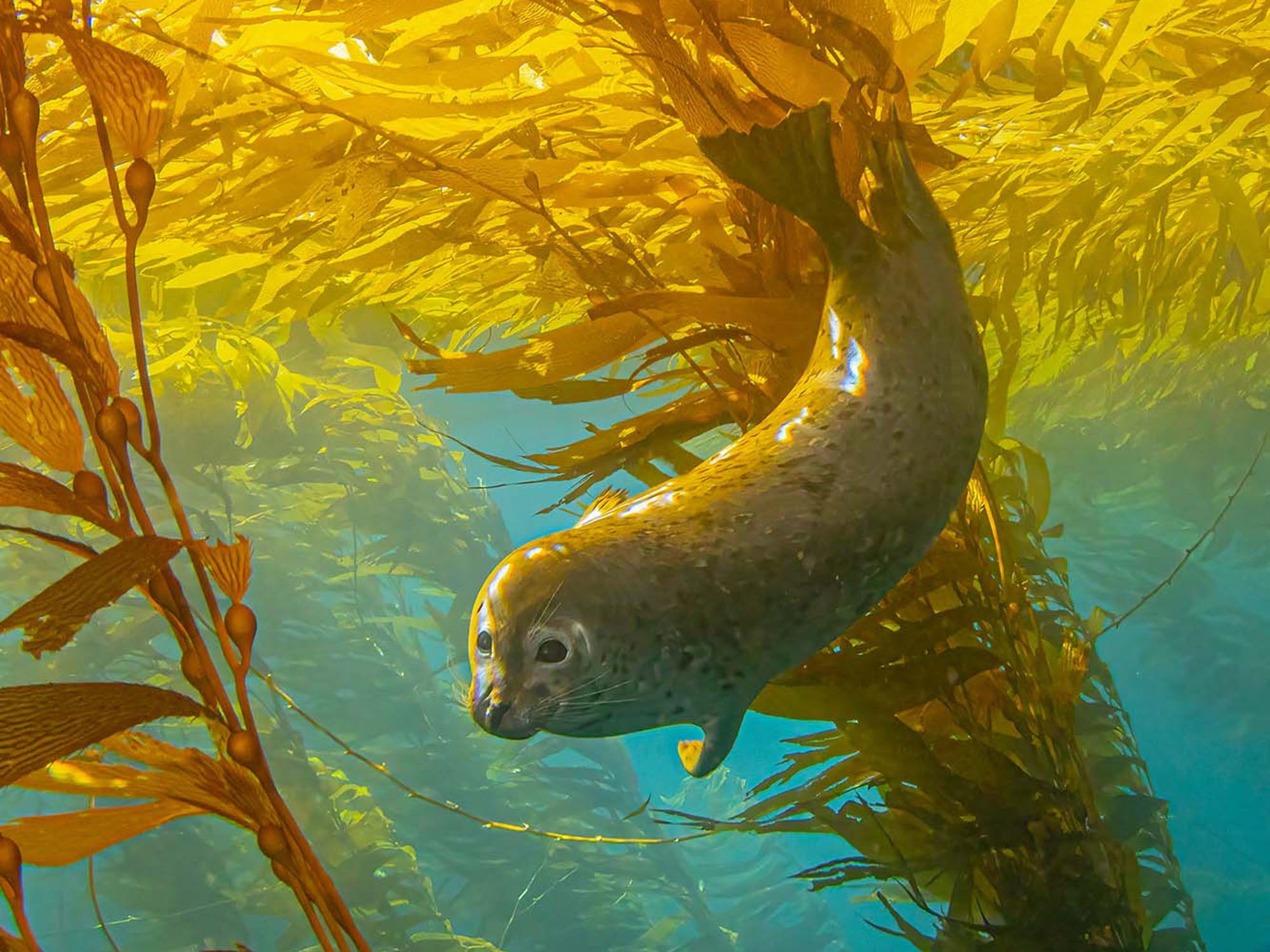 Photographing Seals & Sea Lions Off the Southern California Coast