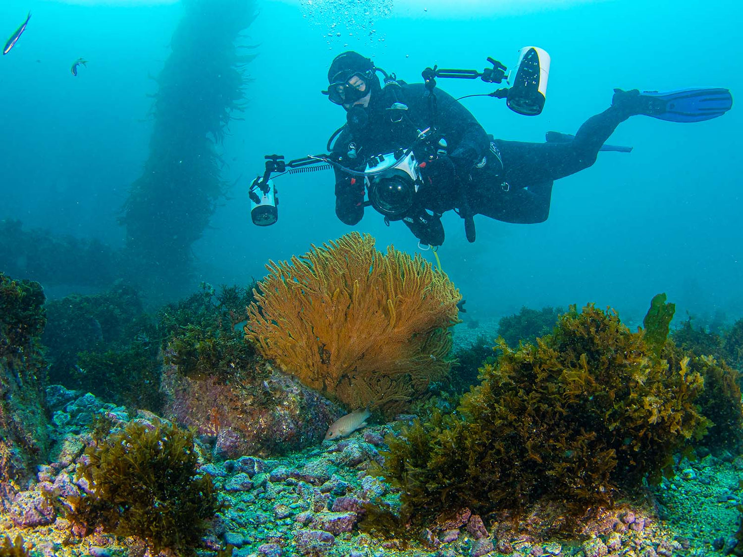 Image of John Brigham with Ikelite Underwater Housing and Ikelite Strobes shooting wide angle underwater in the Southern California, image by Douglas Klug, Ikelite Ambassador