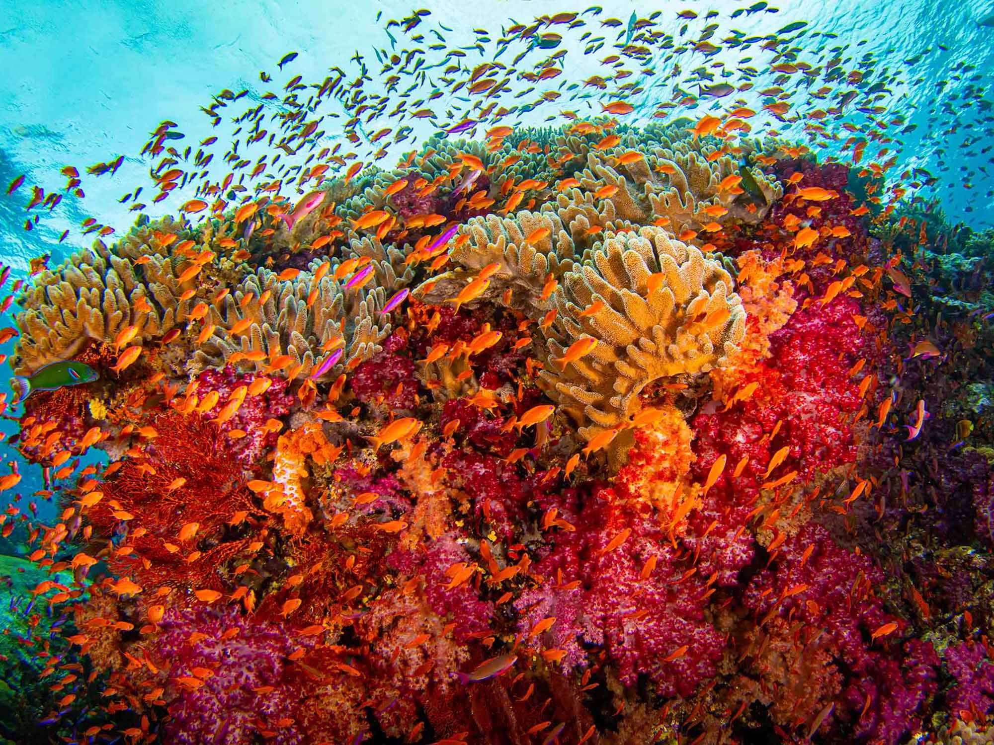 Bringing out the Colors of Fiji: “Soft Coral Capital of the World”