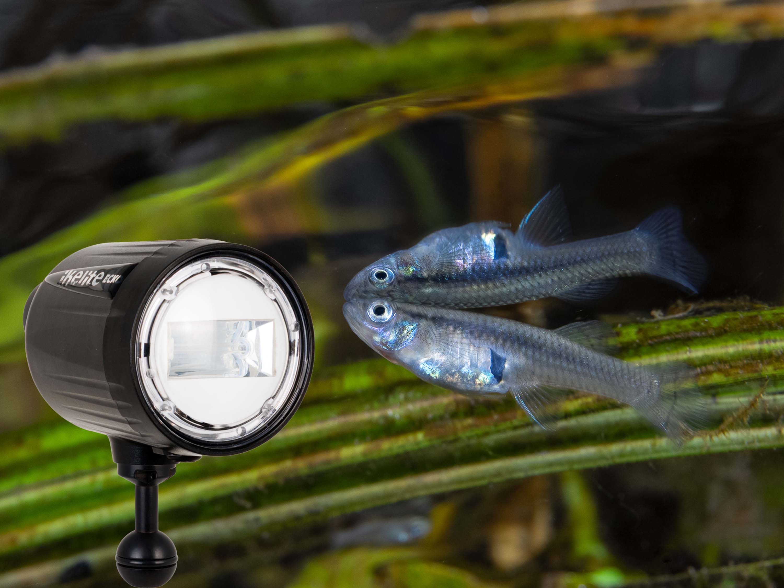 Ecko Strobes: The Ultimate Compact Strobes for Underwater Macro and Wide-Angle Photography by Bill Hawthorne for Ikelite Underwater Systems