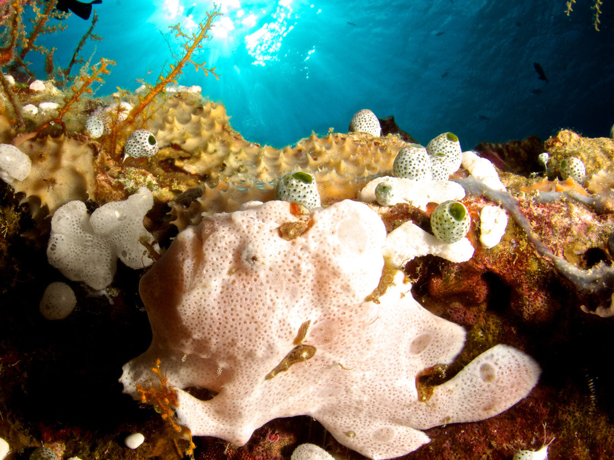 Frogfish Underwater Photography Camera Settings and Technique