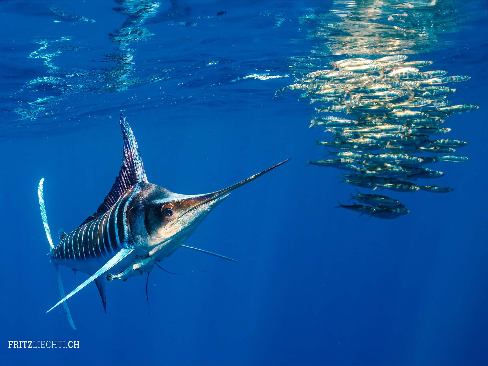 Striped Marlin chasing a bait ball underwater in Magdalena Bay, Mexico © Fritz Liechti