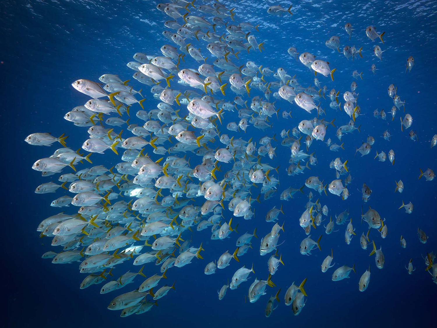 Solutions to Photographing Schooling Fish