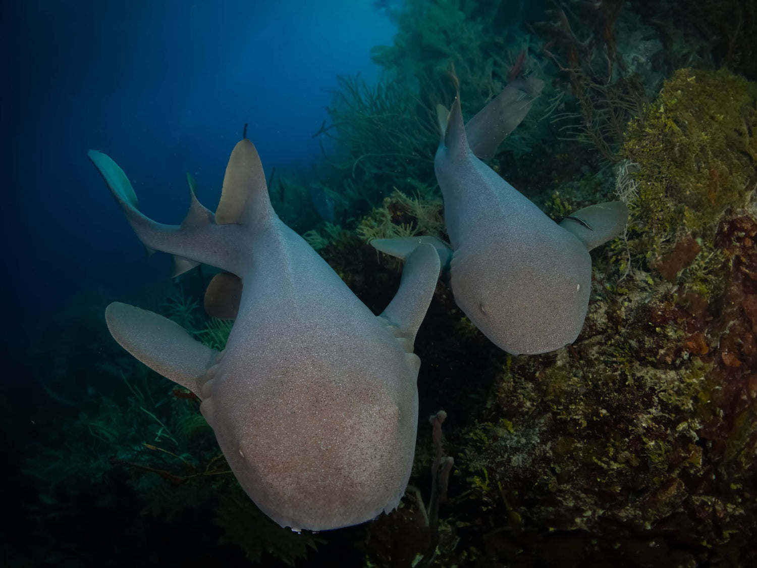 Ikelite Ambassador Gary Burns underwater photograph of a shark in Belize taken with the Canon R5 inside an Ikelite 200DL Underwater Housing with RC165 Strobes