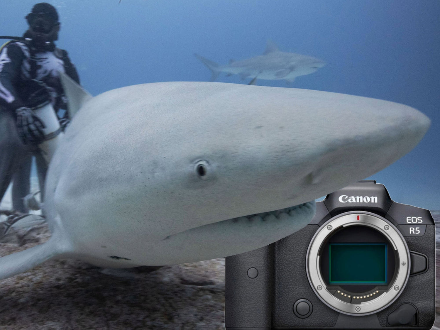 Bull shark with a Canon R5 image by Gary Williams taken with Canon R5 inside an Ikelite underwater housing