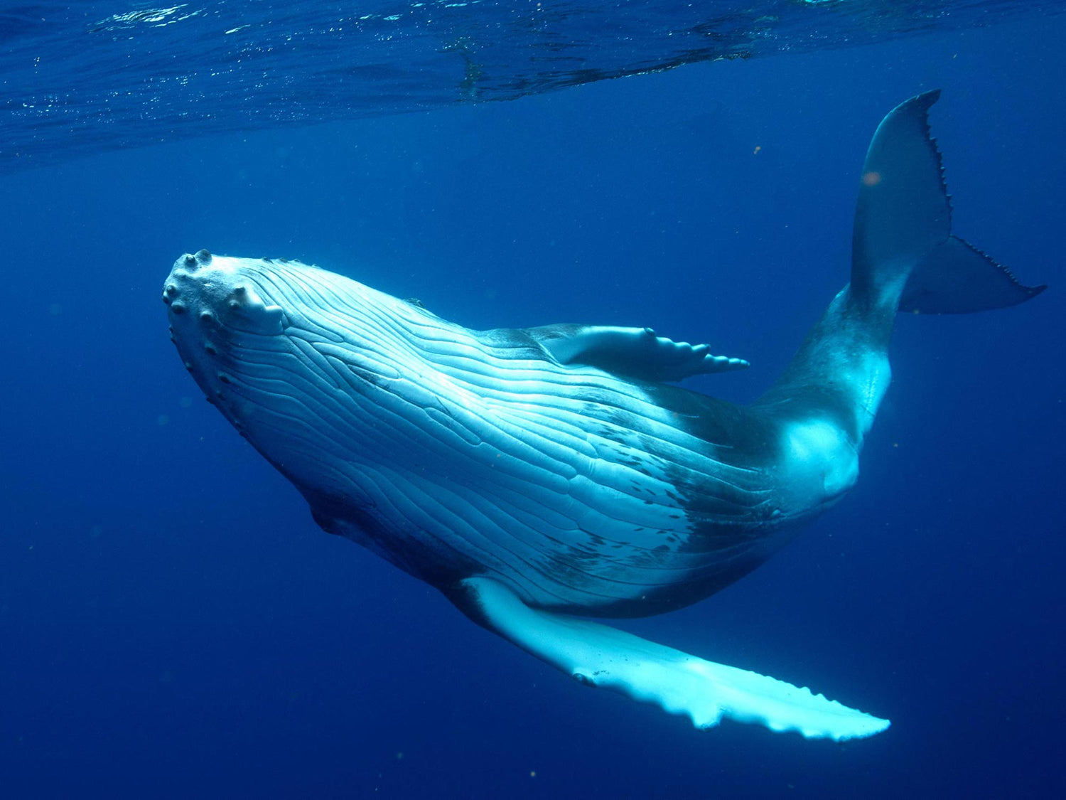 Featured Customers | Gary Williams Swimming with Whales