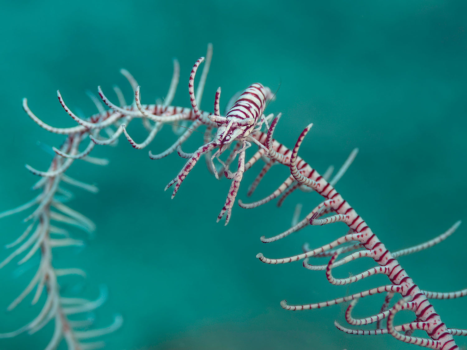 Go Small or Go Home: Macro Photography in the Philippines
