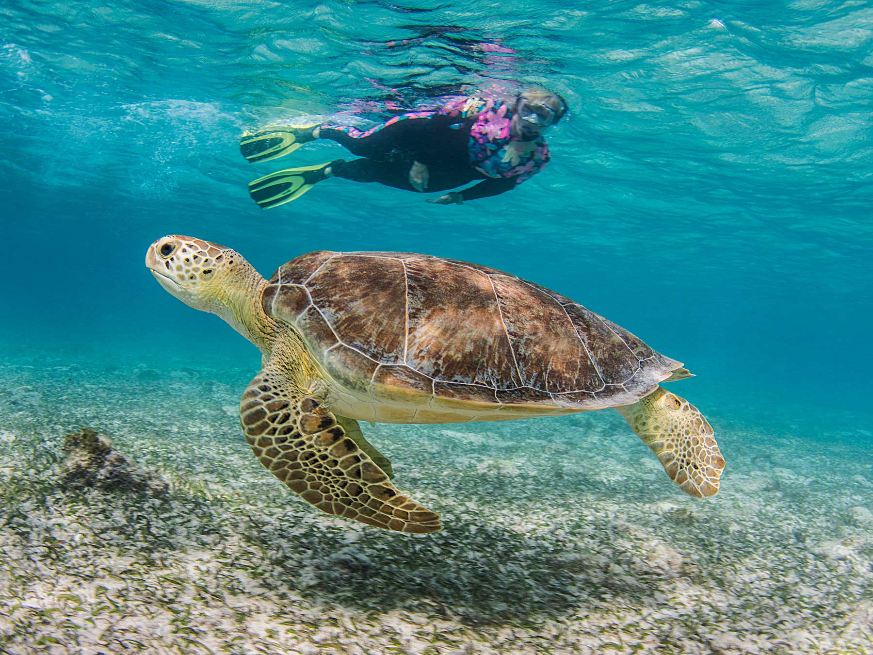 Just Below the Surface | Shooting on Snorkel in Grand Cayman