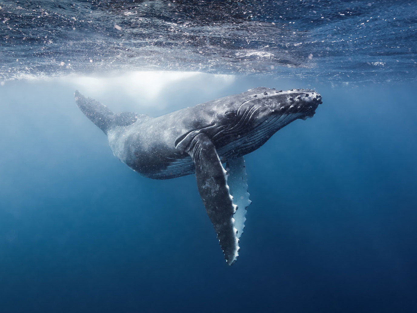 Tonga Underwater with Humpback Whales