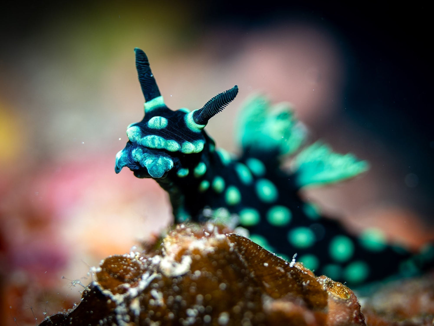 Event | Underwater Photography Workshop in Bohol, Philippines | June 20-27, 2026