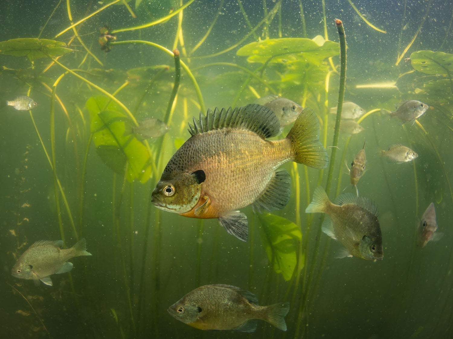 Image by Griffin Blegen taken with a Nikon camera inside an Ikelite Underwater Housing with dual Ikelite Strobes