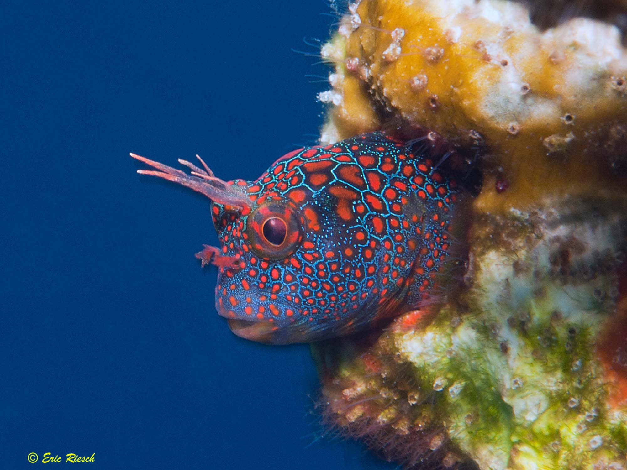 Featured Customers | Eric Riesch An Icon of Reef Fish ID