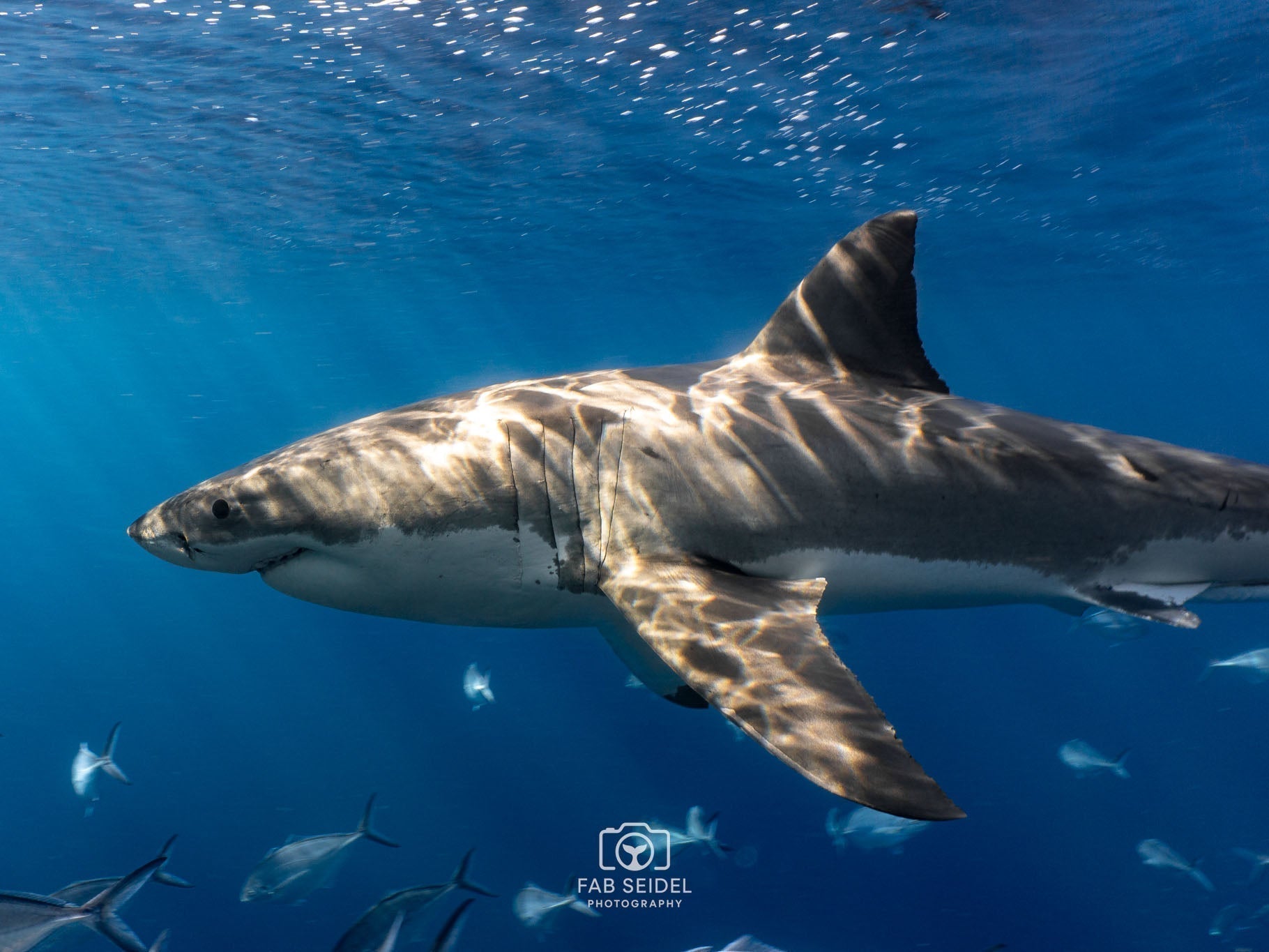 Featured Customers | Fabian Seidel Inspired to Protect the Natural World