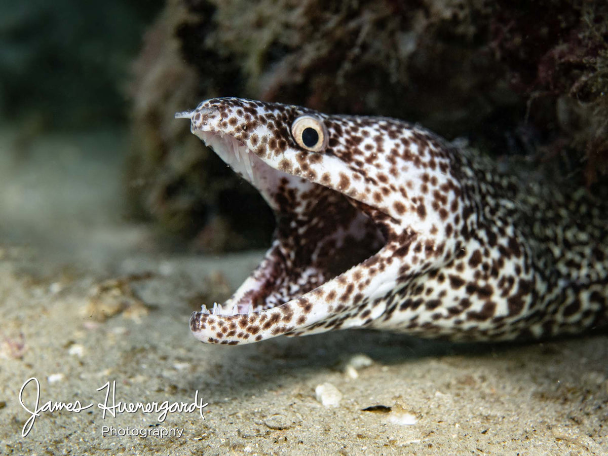 Ikelite Featured Customers | James Huenergardt An Image Can Tell a Story // Moray Eel