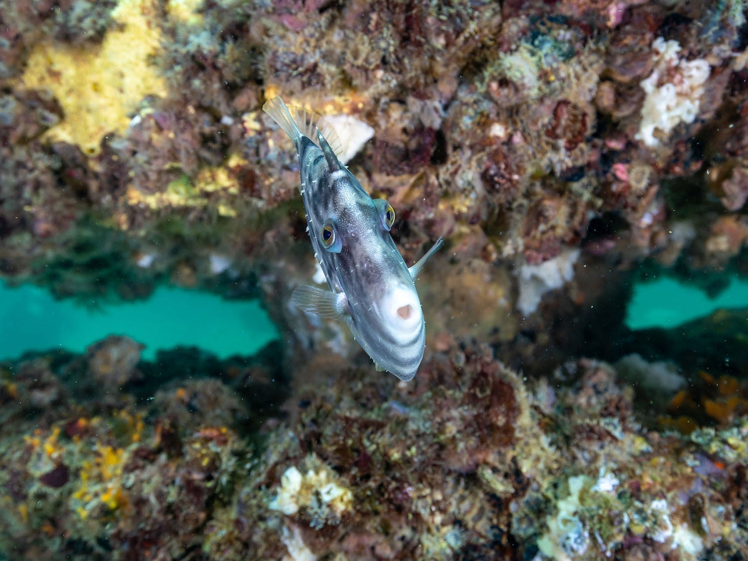 Featured Customers | Kevin Dukes The Art of Artificial Reefs