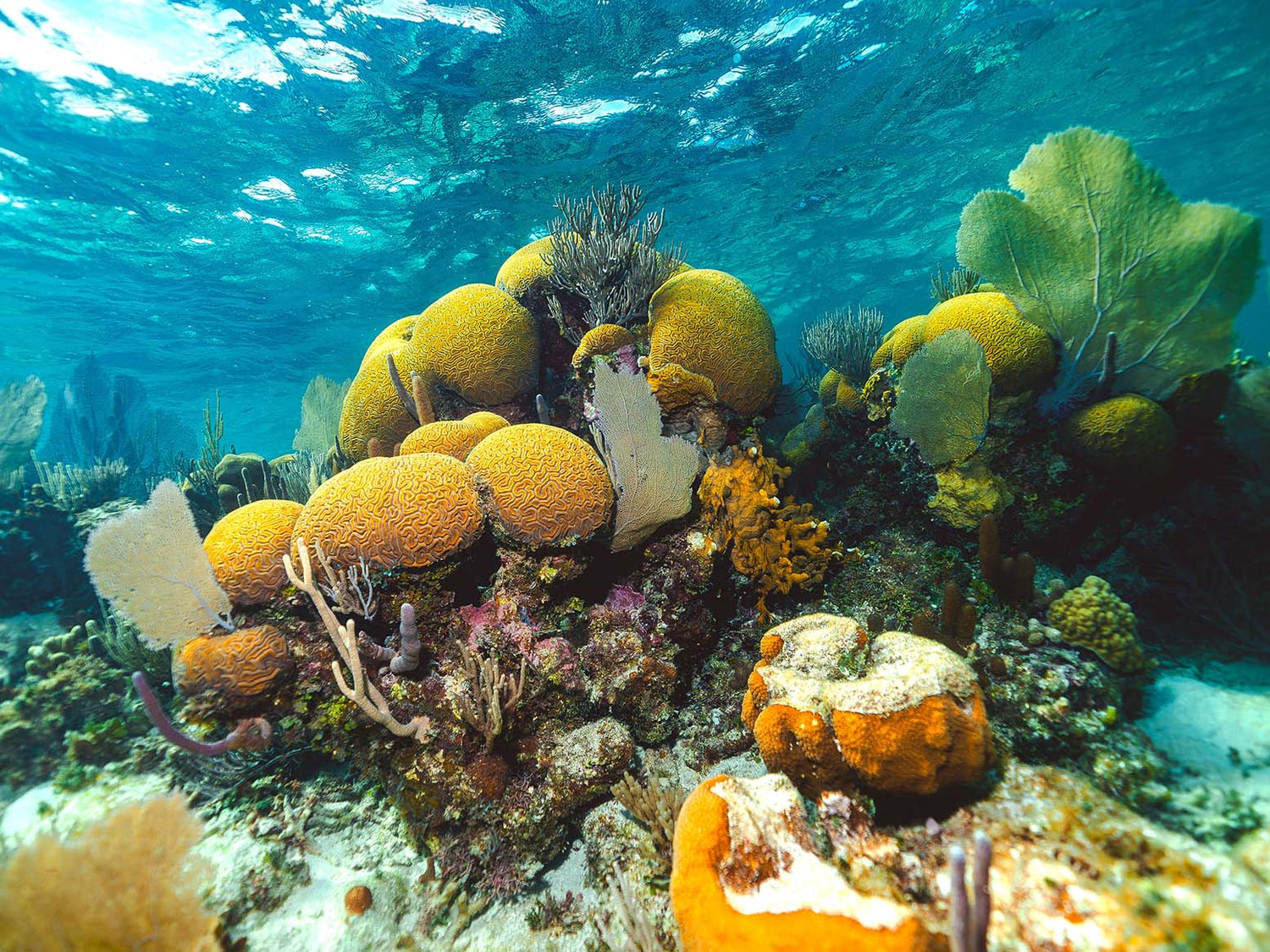 Kevin Quischan Reefscape image for Ikelite Underwater Systems Featured Customer