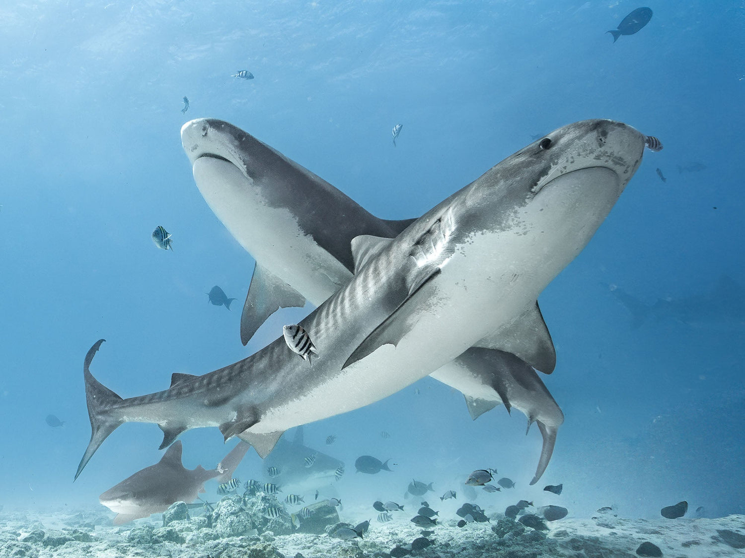 Featured Customers | Max Kushner Maximum Conservation