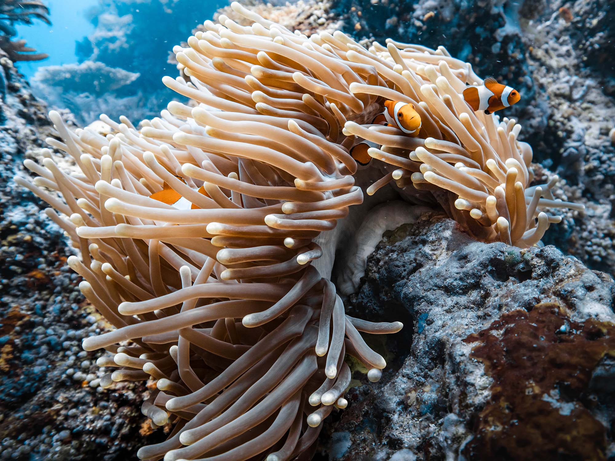 Clownfish in anemone image © Valeria Roati taken with Canon R7 inside an Ikelite 200DLM Underwater Housing