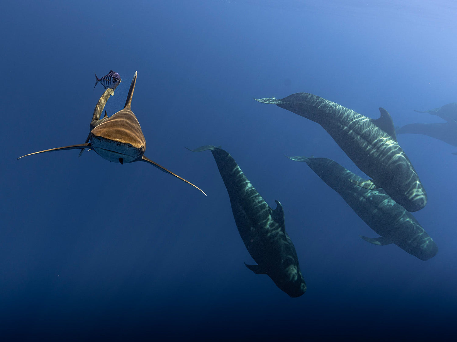 Featured Customers | Ioannis Konstantinidis Part of the Deep Blue