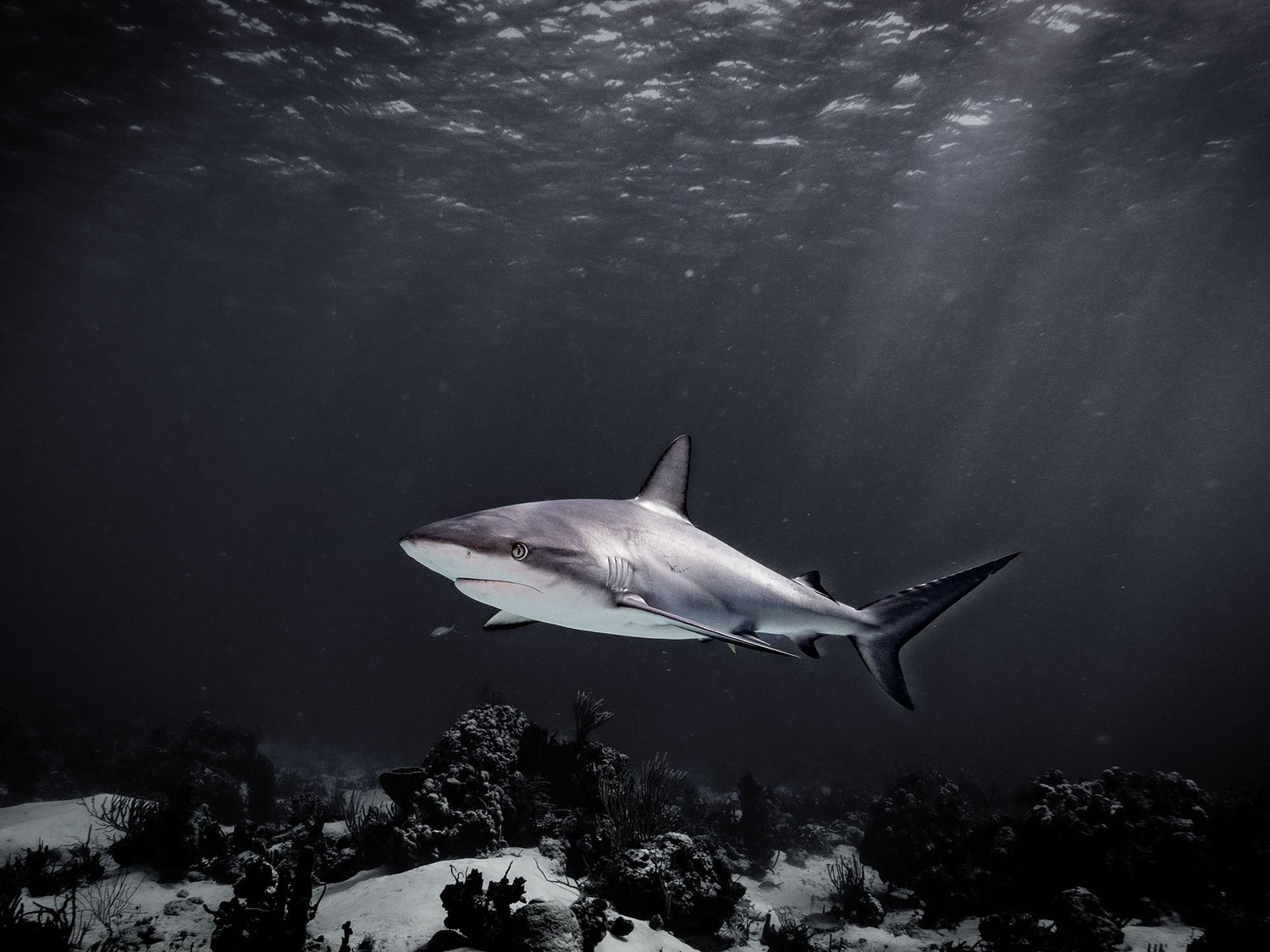 Featured Customers | Steve Trombetta In the Sunshine or Below the Waves