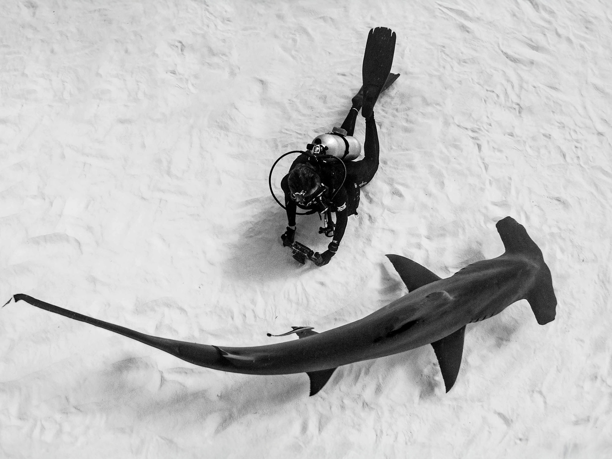 Underwater Photographer with Hammerhead copyright K Kiefer