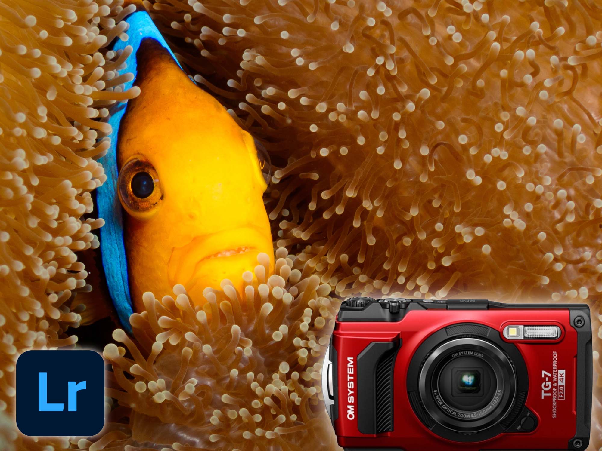 Easy editing tips on Lightroom by Adobe with images taken using the OM System TG-7 camera for Ikelite Underwater Systems