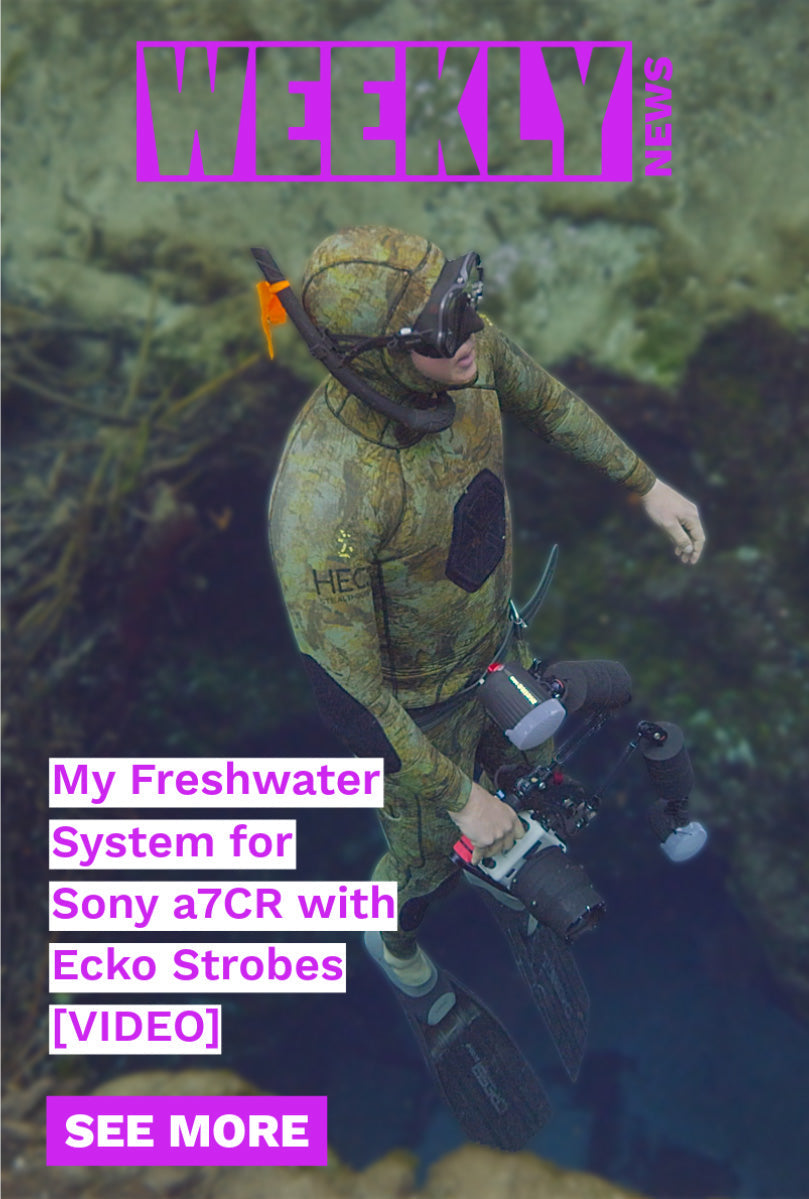 Florida springs, a field guide to blackwater, the Little BRRmaid, and a Nikon Z 24-70mm