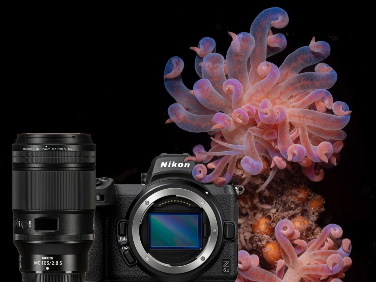 Nikon Z MC 105mm f/2.8 VR S and Nikon Z6 II Underwater Results