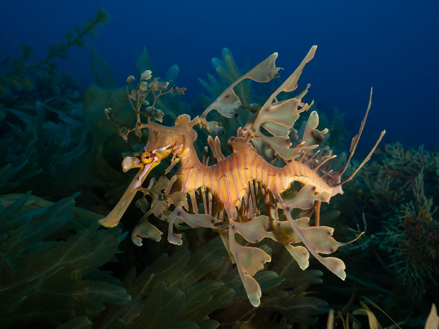 Seadragons Underwater Camera Settings and Technique