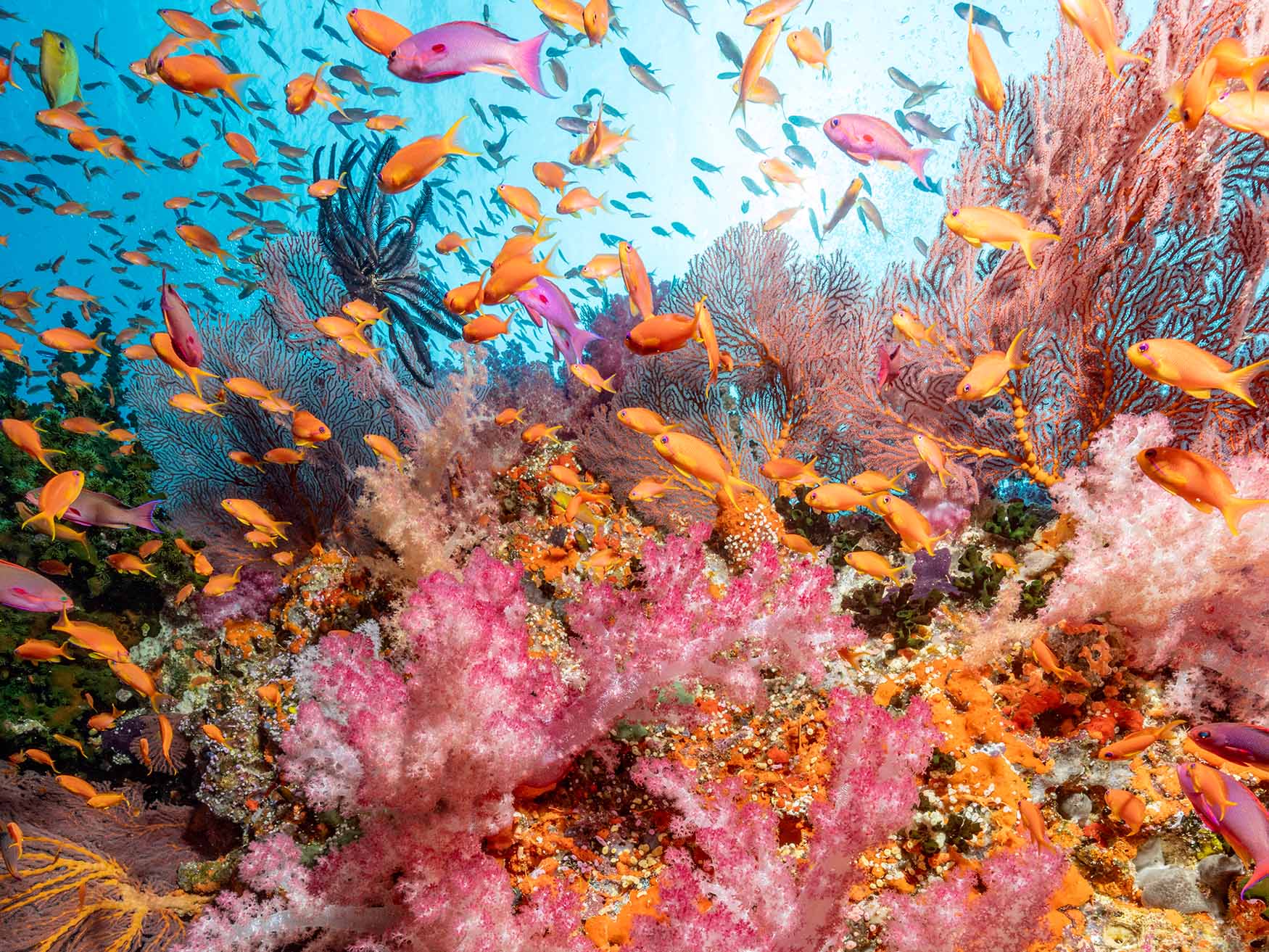 Soft Coral Underwater Photography Camera Settings and Technique