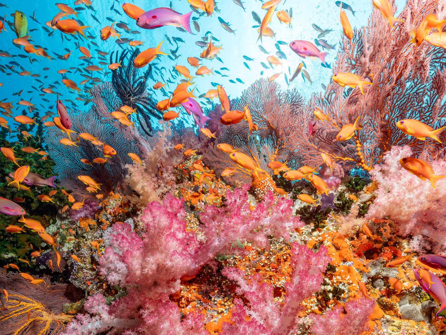 Soft Coral Underwater Photography Camera Settings and Technique