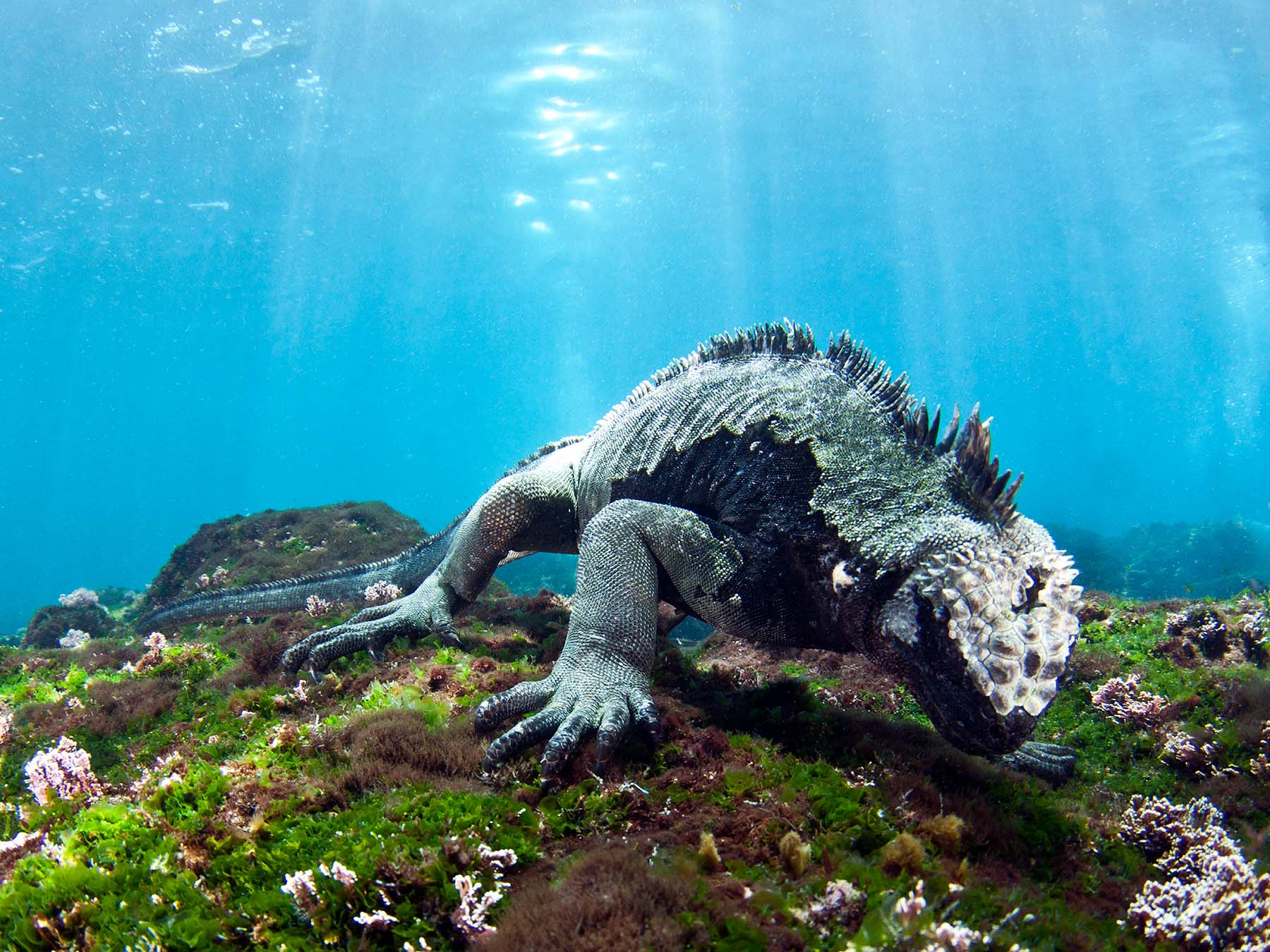 Evolving Your Underwater Photography in the Galapagos