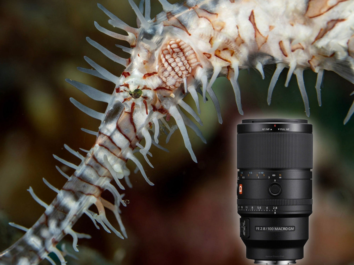 Sony FE 100mm F2.8 Macro GM OSS Lens Underwater Results