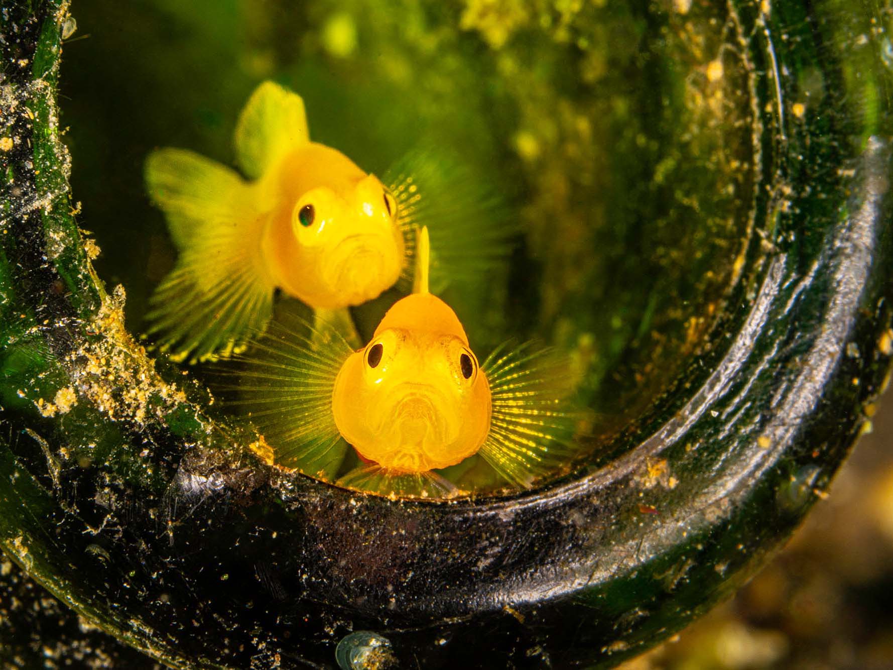 The Art of Seeing Nothing and Finding Everything: Underwater Photography at Solitude Lembeh Resort