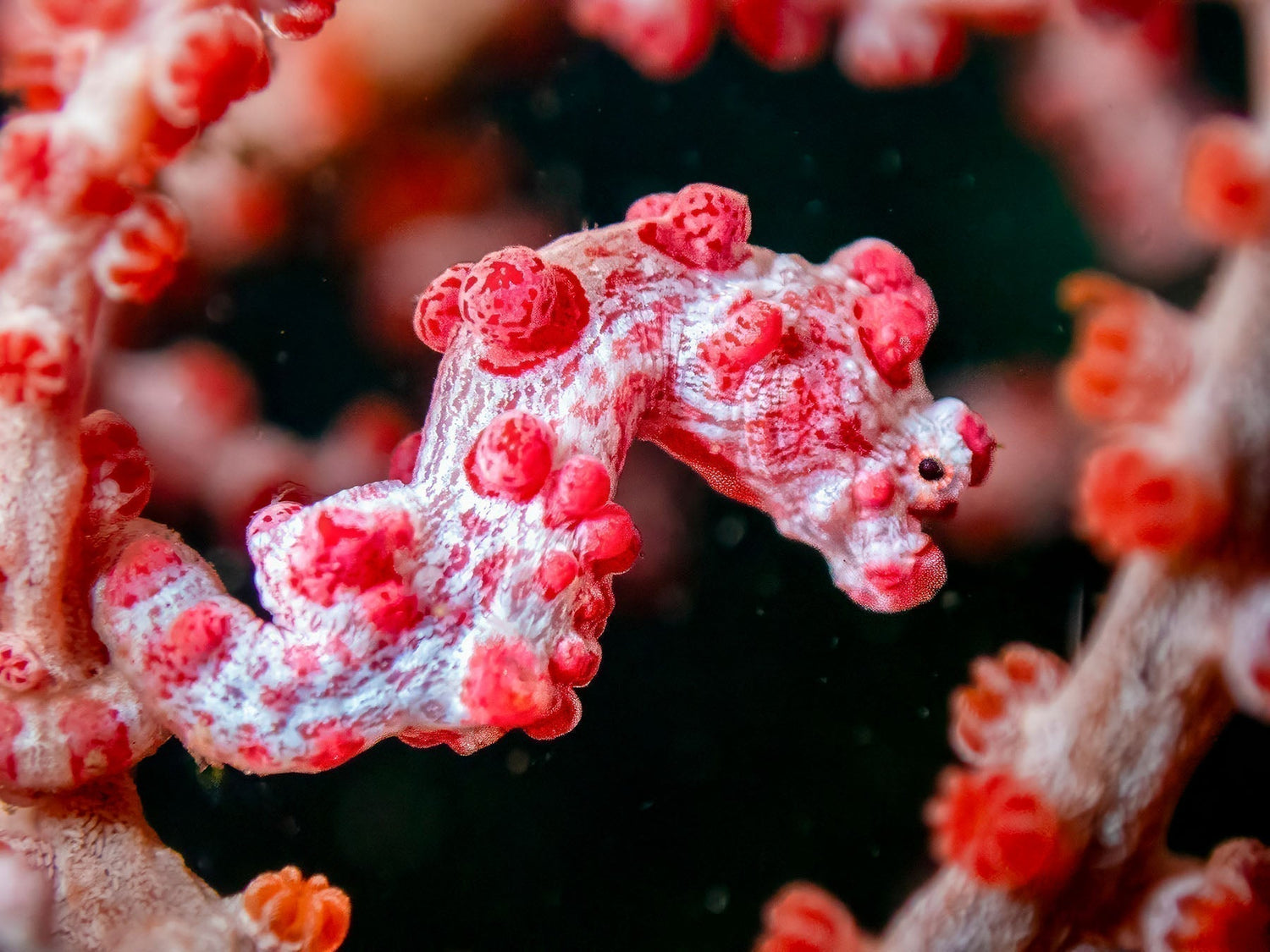 Jennifer Ross Pygmy Seahorse taken with TG-7 in Tulamben, Bali