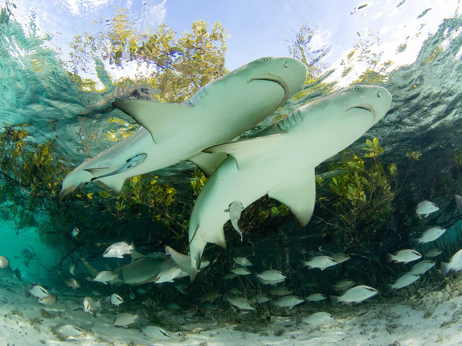 Customer Photos | Jillian Morris Sharks4Kids