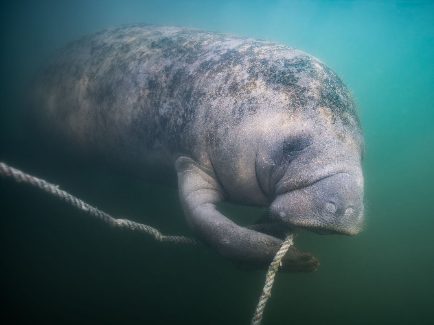 Manatee image taken in Florida by James Arendale with a Nikon D610 inside an Ikelite Underwater Housing with dual Ikelite DS160 Strobes