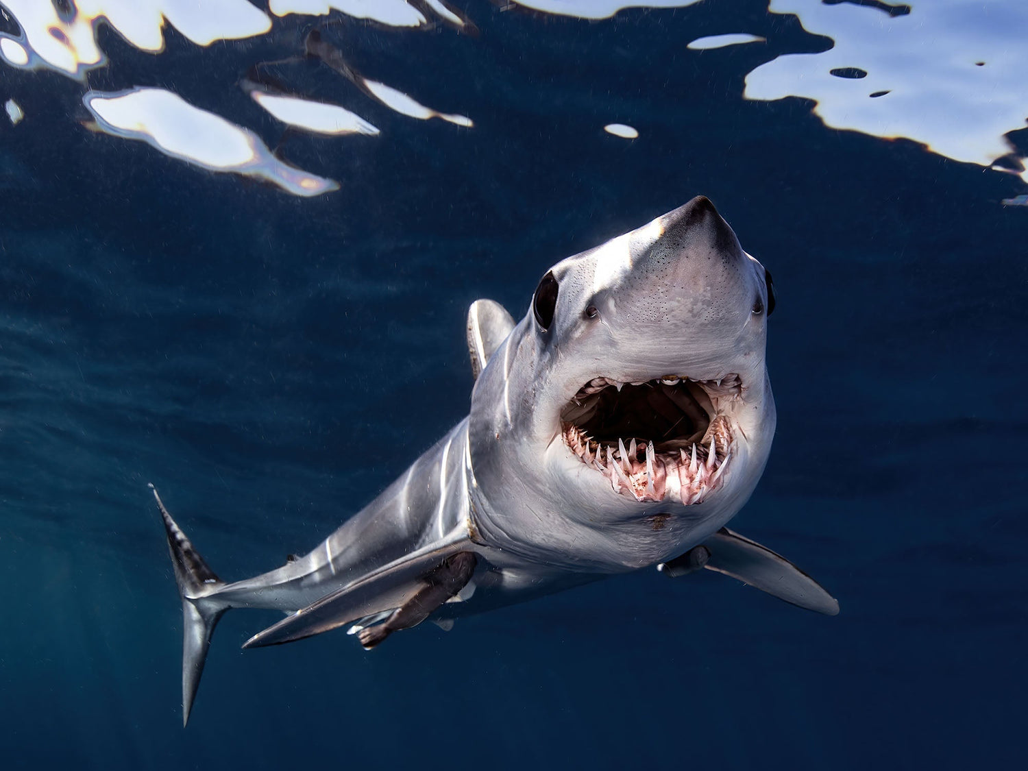 Behind the Lens: Pelagic Sharks in Cabo San Lucas with Josh Blank