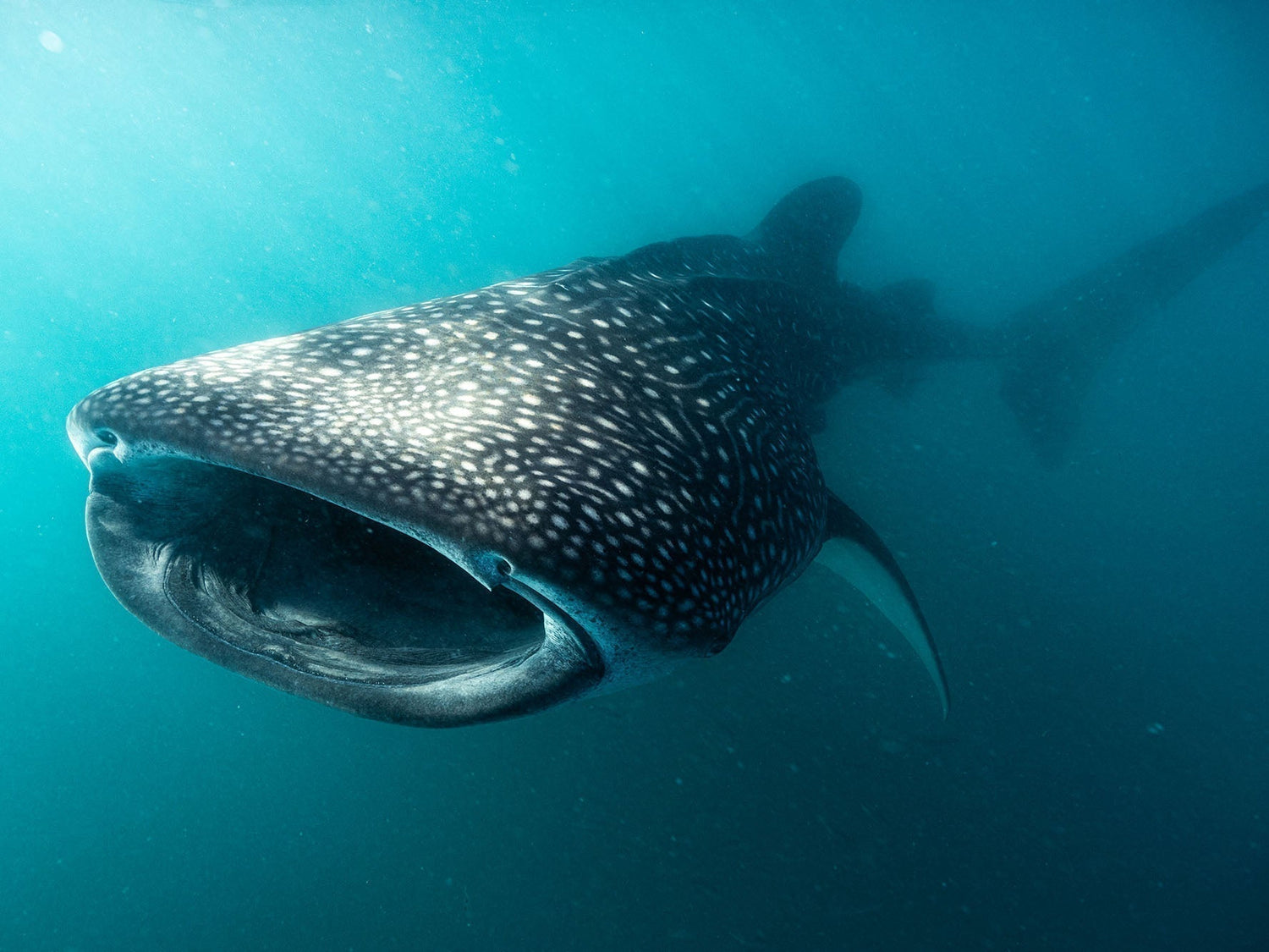 Josh Frasca Ikelite Underwater System Featured Customer Cover Photo of a Whale Shark