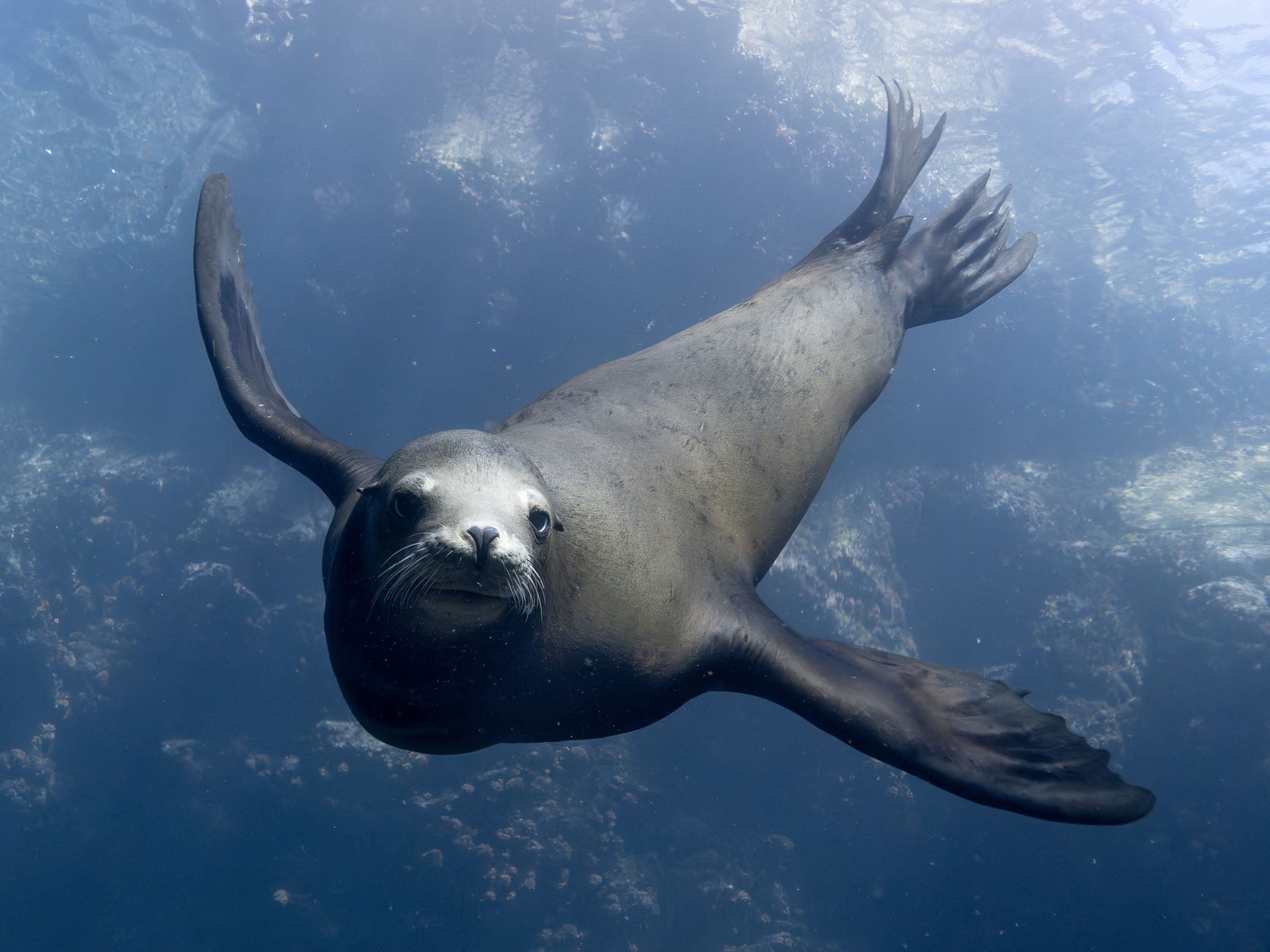 Copyright Keith Levit Sea Lion underwater with Ikelite Housing