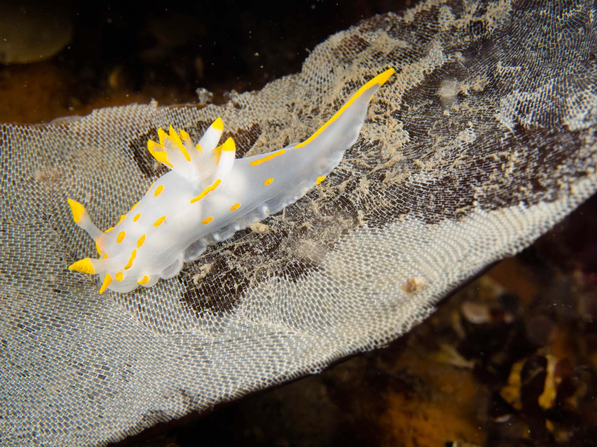 Nudibranch Copyright Ken Byrne Ikelite Underwater Housing & Strobes