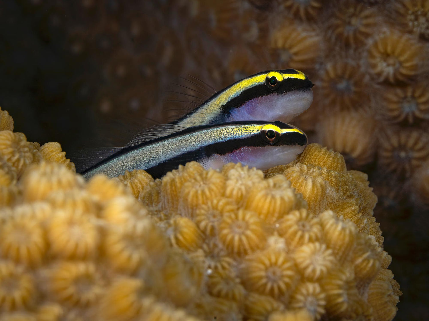 Featured Customers | Lior Berman Underwater in the Exumas